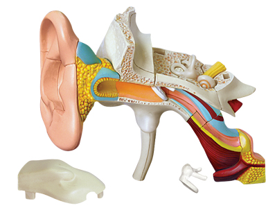 4d-human-anatomy-ear-anatomy-model-26055-02photo