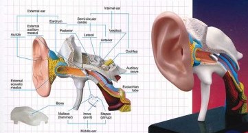 cm-earmdl2