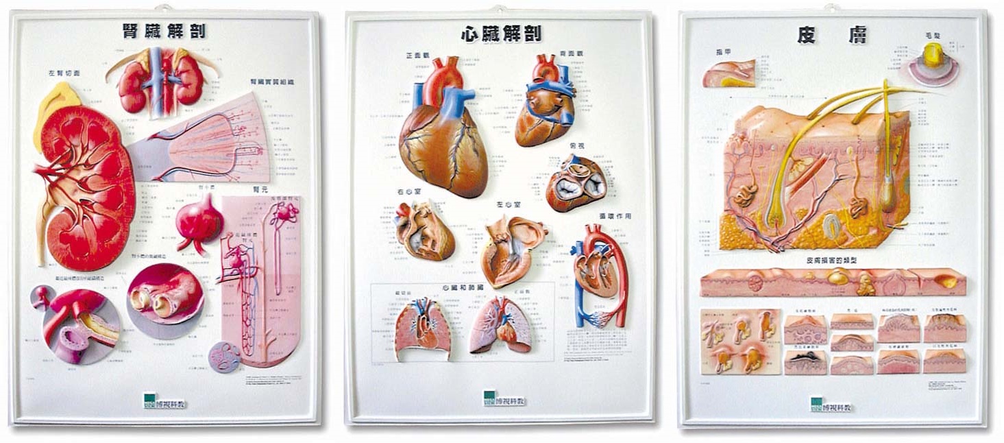 3D健教立體掛圖12件組合_3