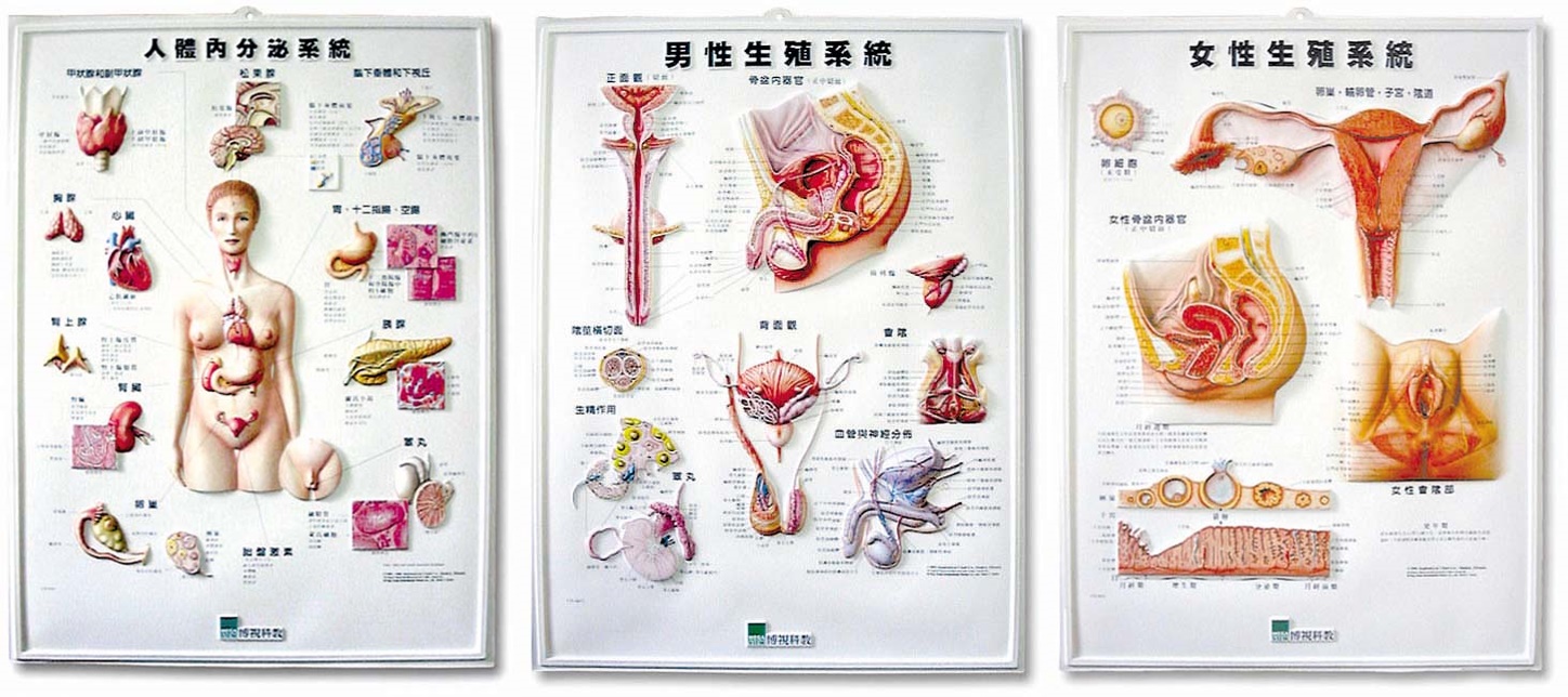 3D健教立體掛圖12件組合_4