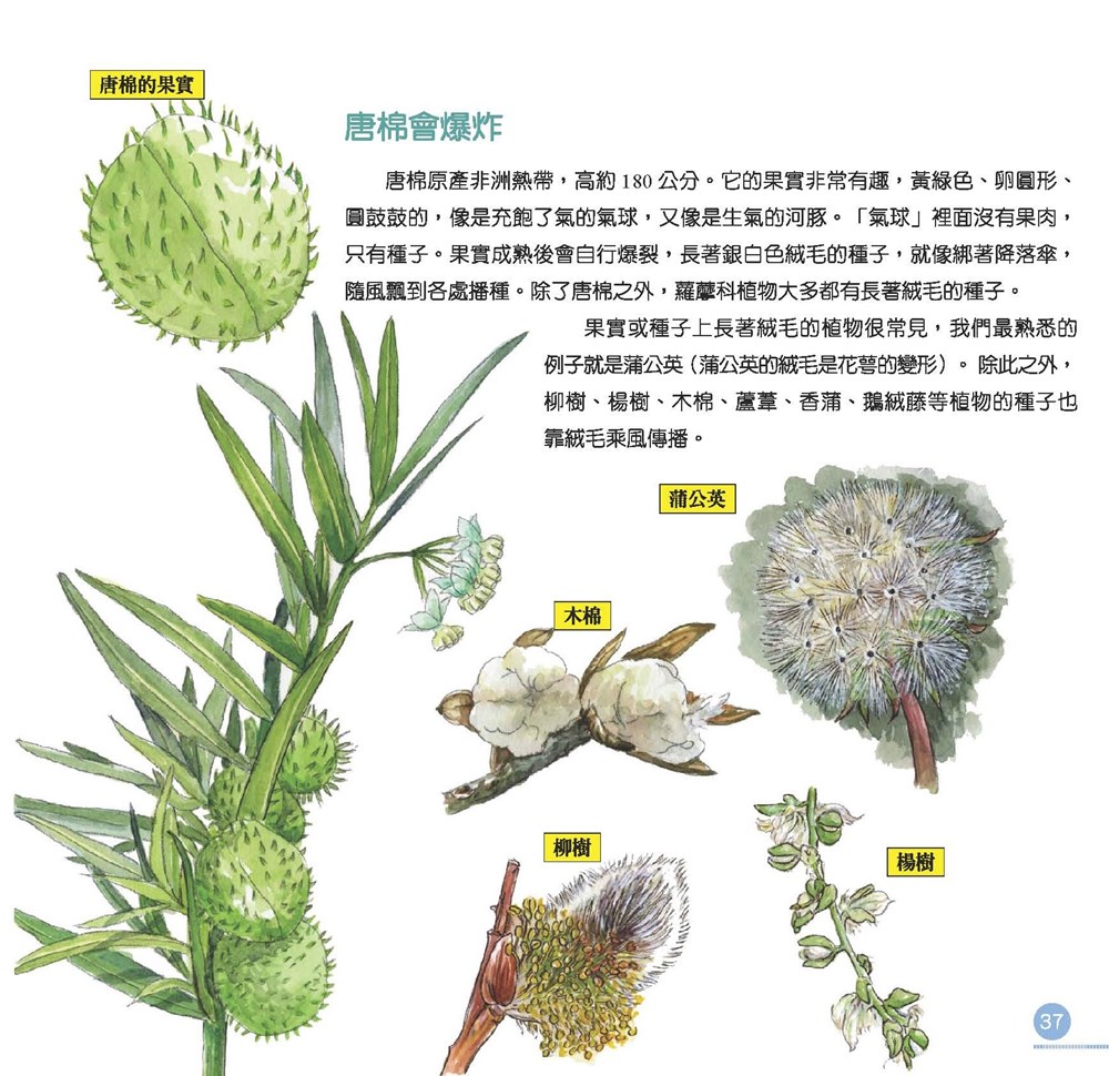 我的第一本植物演化圖鑑—從被子植物稱霸到人與植物共生_4