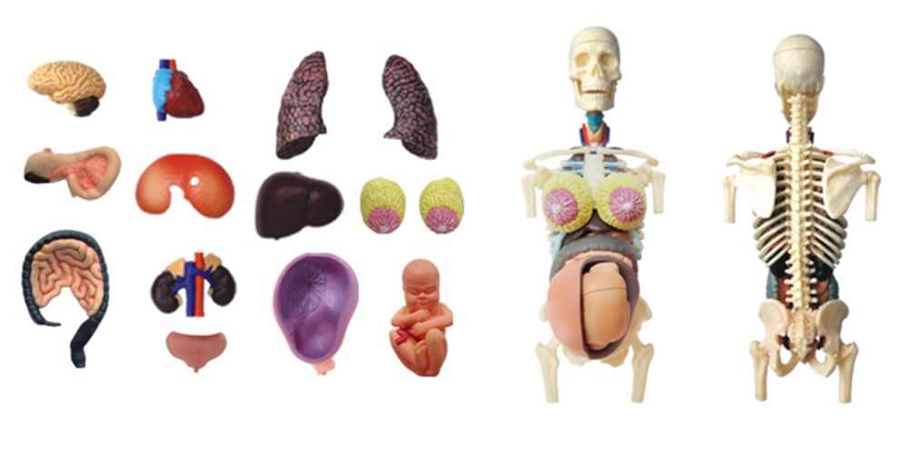 4D透視女性懷孕妊娠組合_1