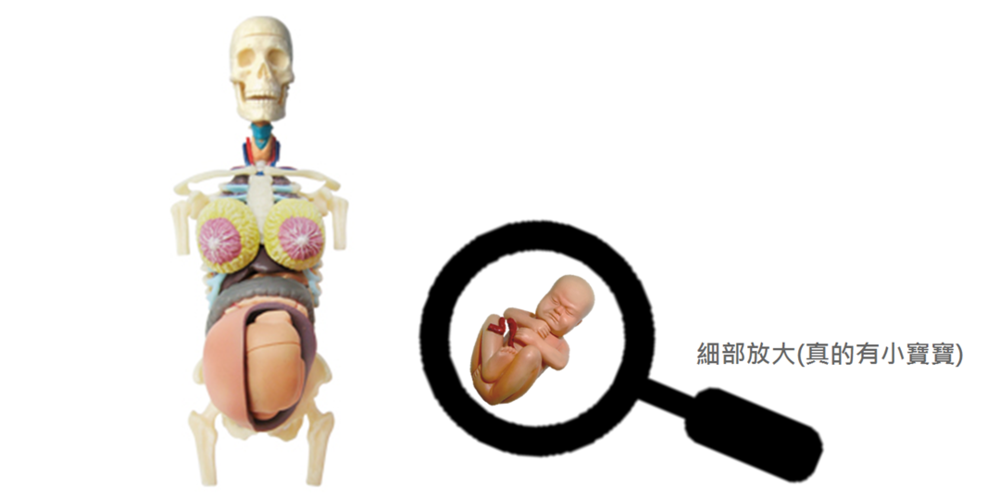 4D透視女性懷孕妊娠組合_2